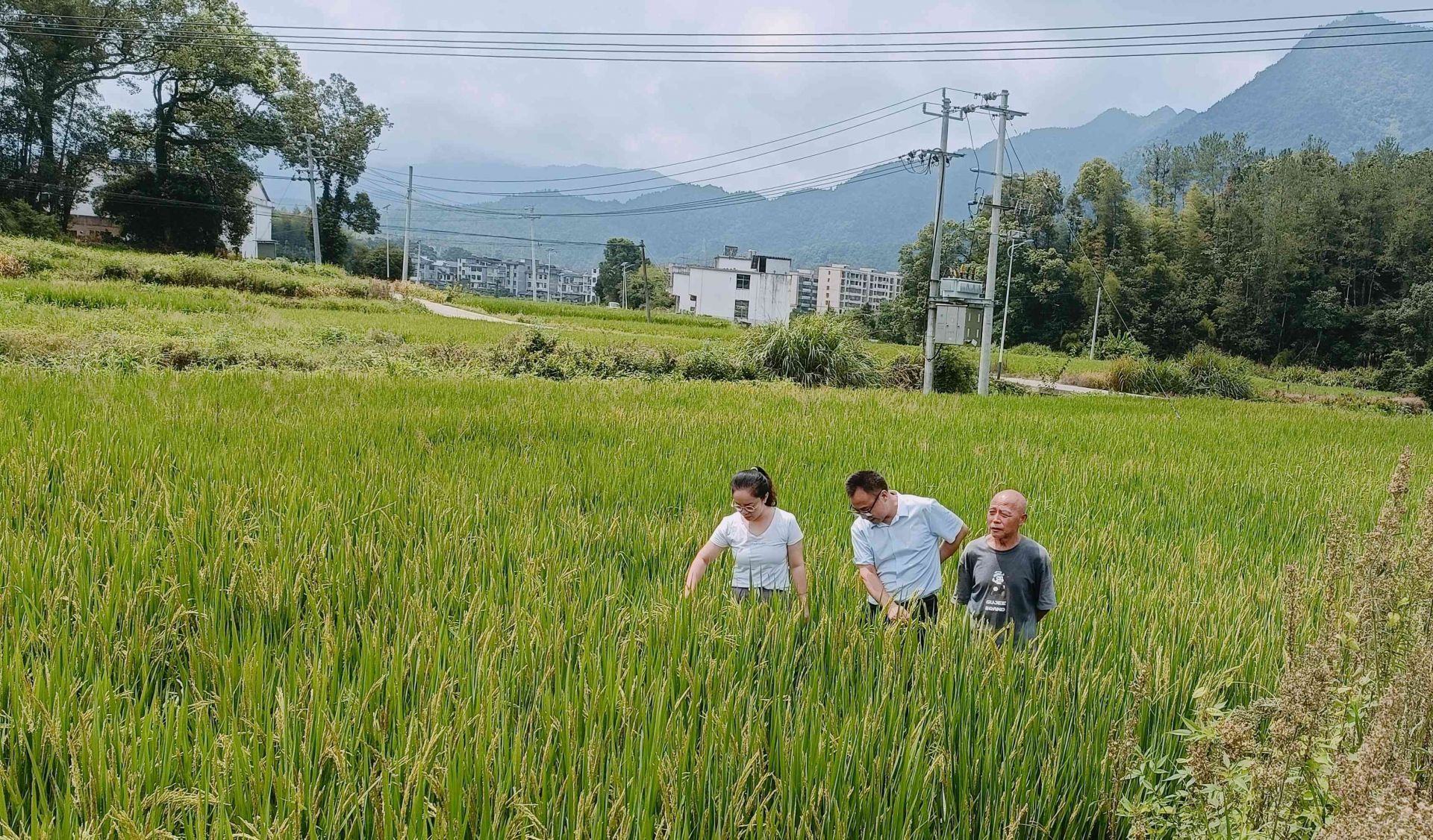县气象局：深入农户开展田间调查