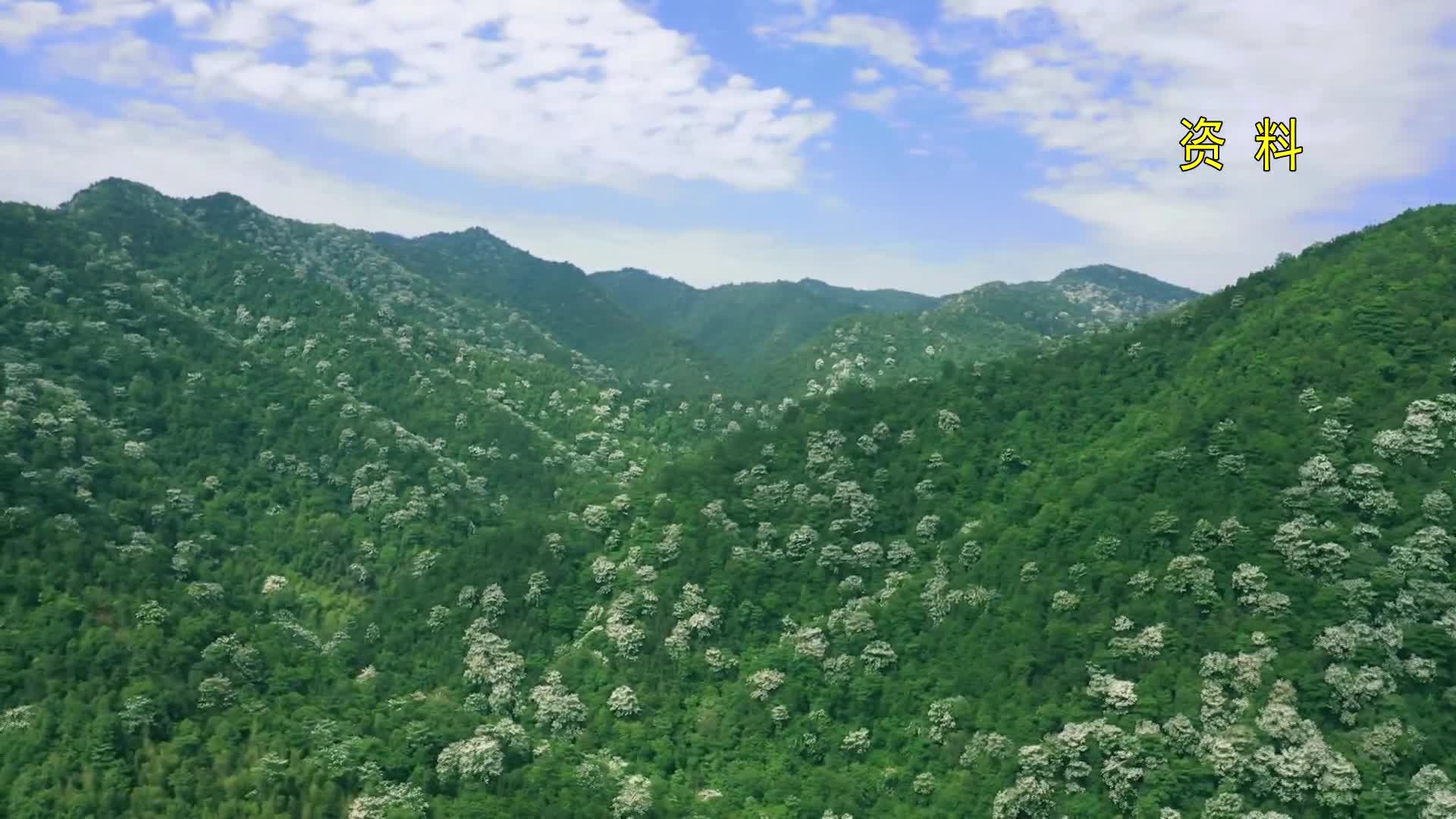 视频丨我县颁发全省首张集体林地股权量化《林业经营收益权证》