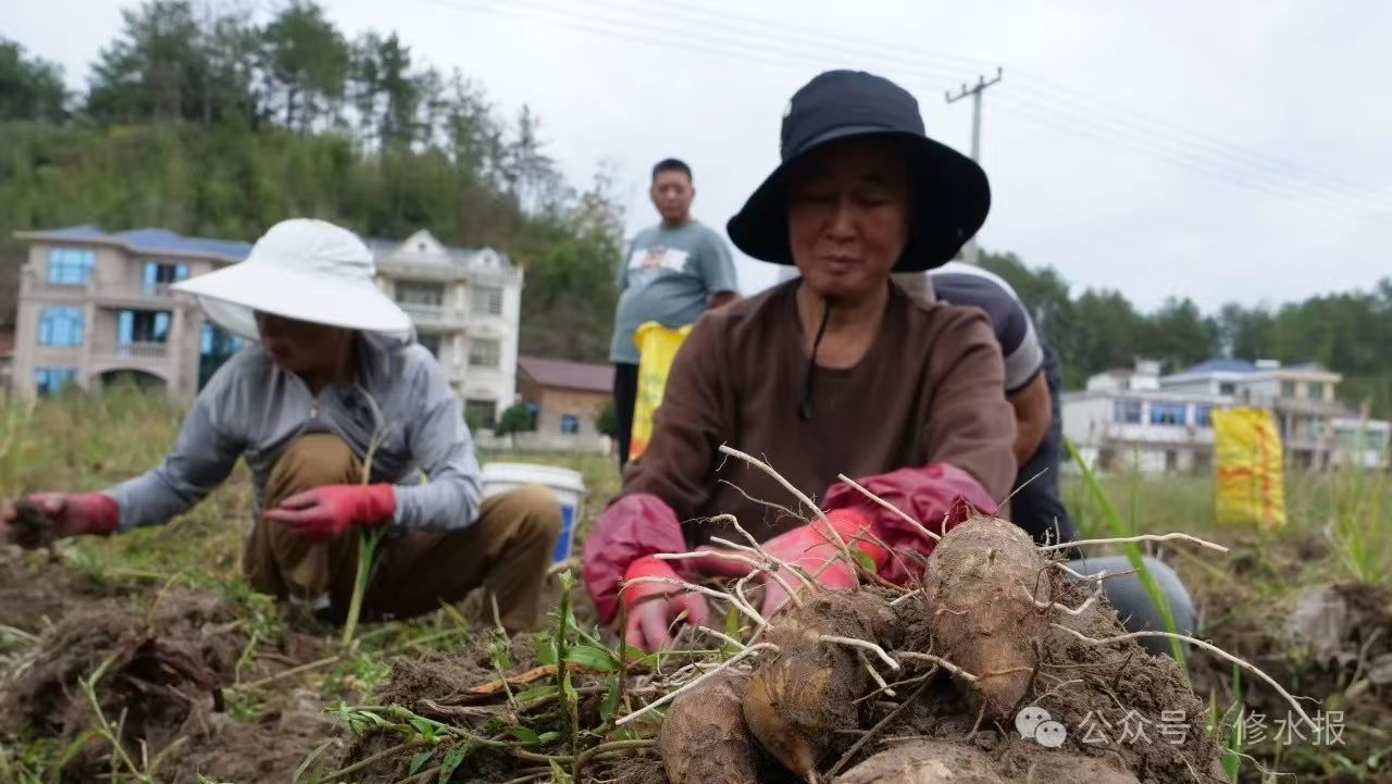 视频丨红芽芋产业基地喜获丰收 