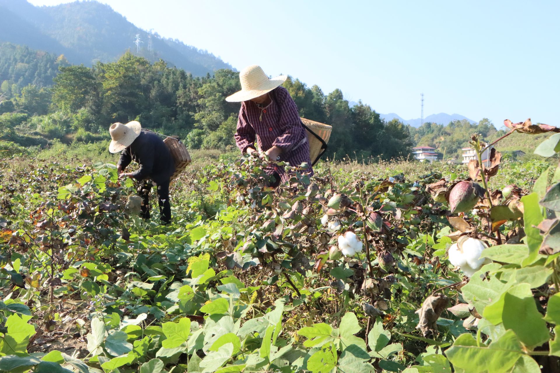 马坳镇塅上村：百亩棉花喜获丰收