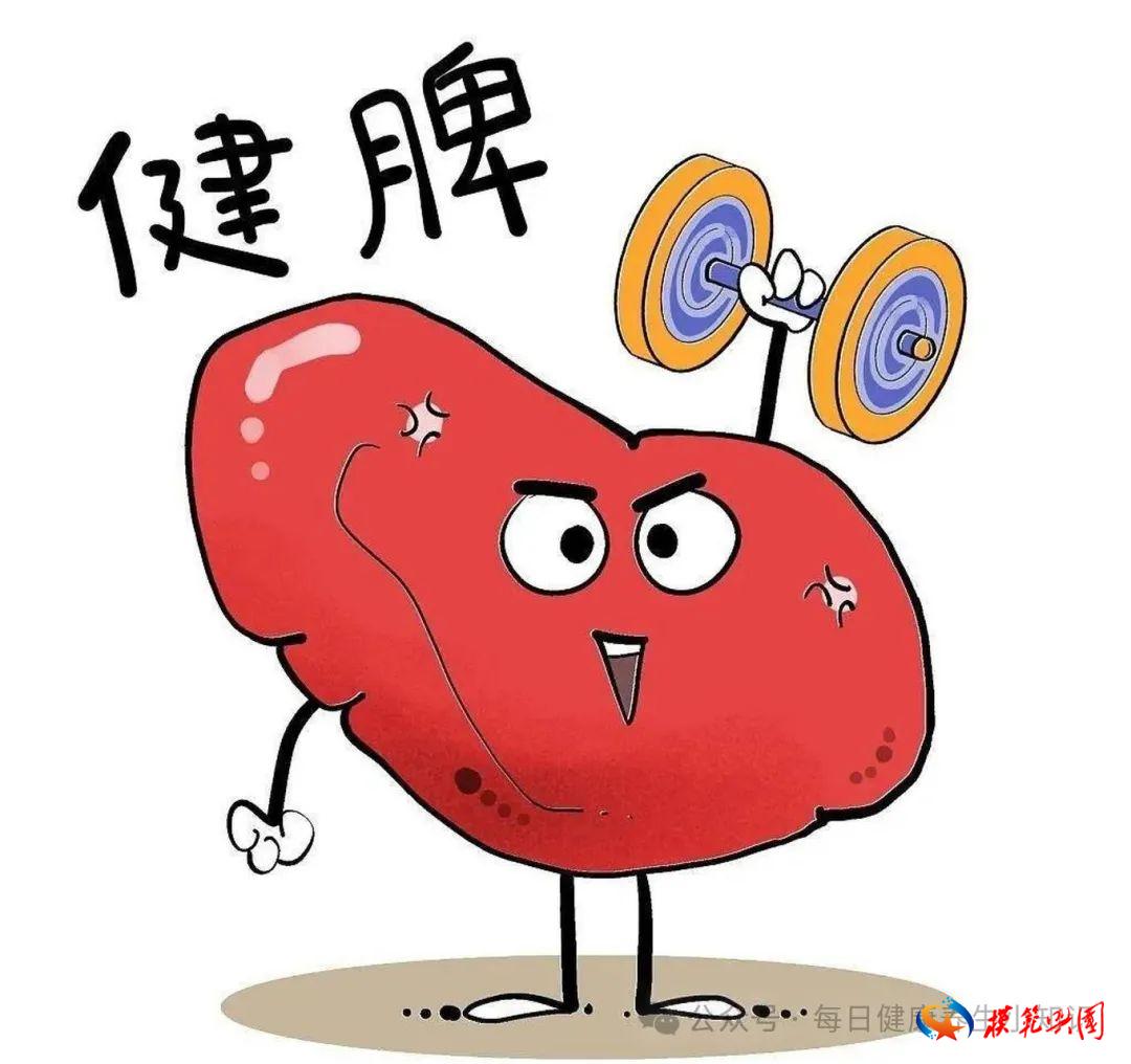脾胃正确调理顺序，按这四步走！一疏肝、二健脾、三祛湿、四补气血