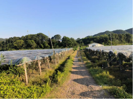 涌泉乡跃进村：一起走进涌泉葡萄园