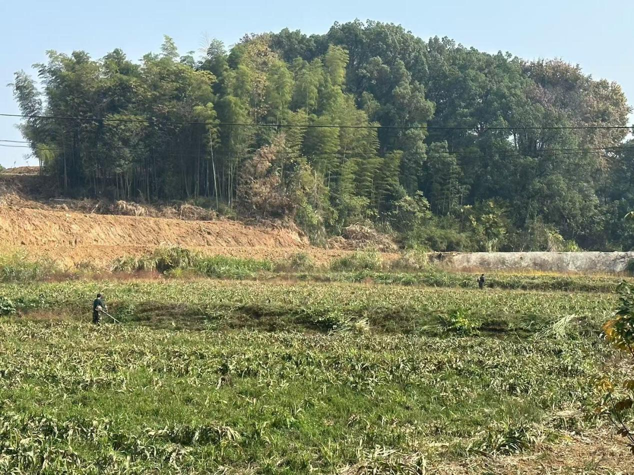 涌泉乡涌泉村：开展常态化管护 保障农作物种植