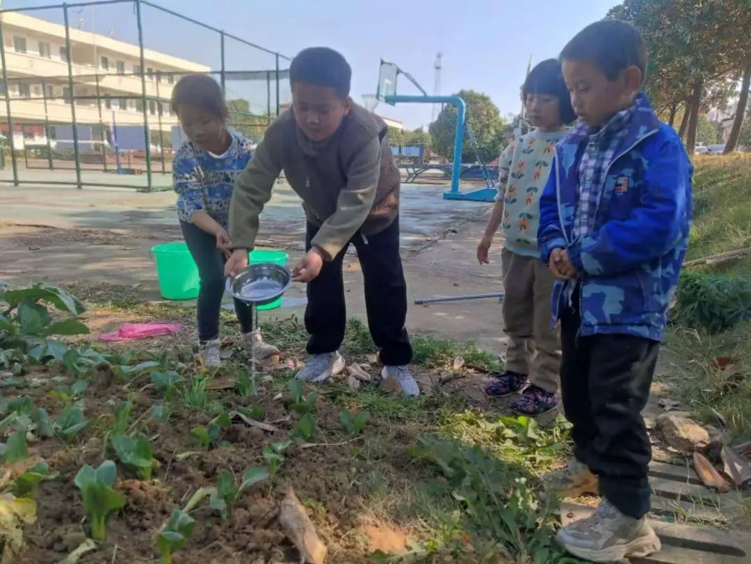 向下扎根 向上生长——狮子街道中心小学家庭教育周末大讲堂劳动实践课之“白菜成长记”