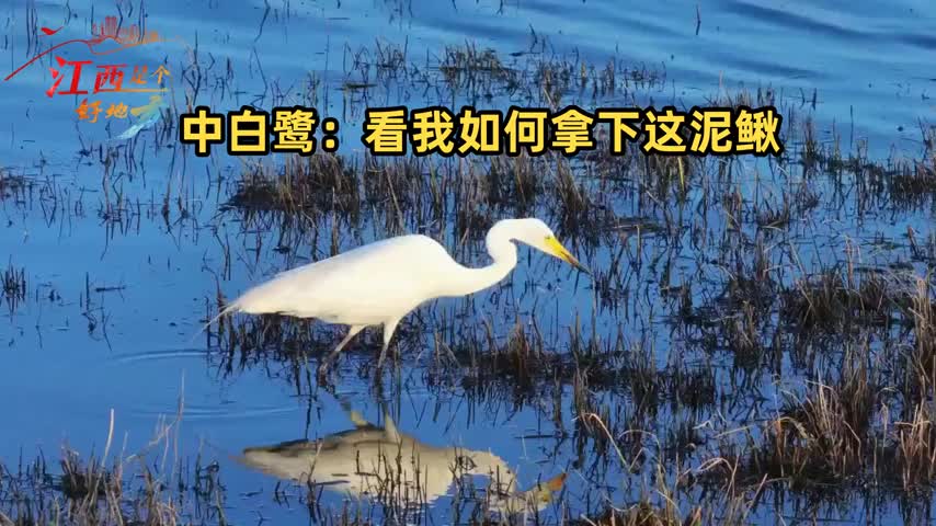 【江西是个好地方】九江都昌：中白鹭的高光时刻