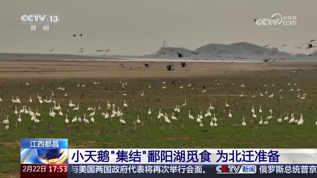 央视《新闻直播间》栏目报道都昌：小天鹅“集结”鄱阳湖觅食 为北迁准备