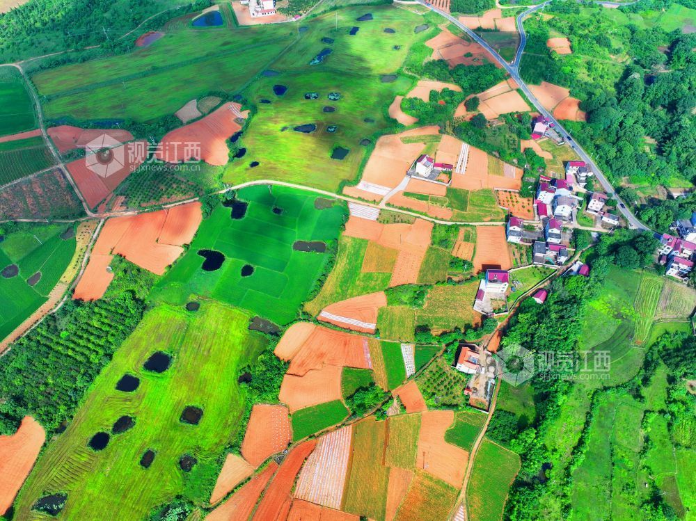 江西泰和：夏日多彩田园