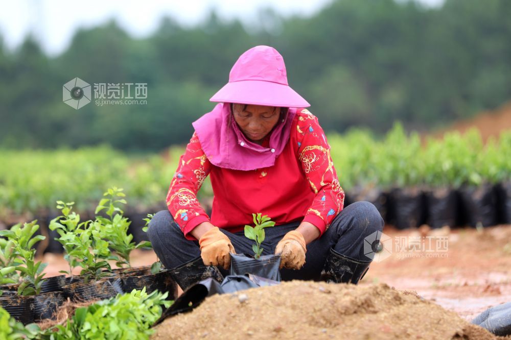 江西泰和：苗木培育助农增收