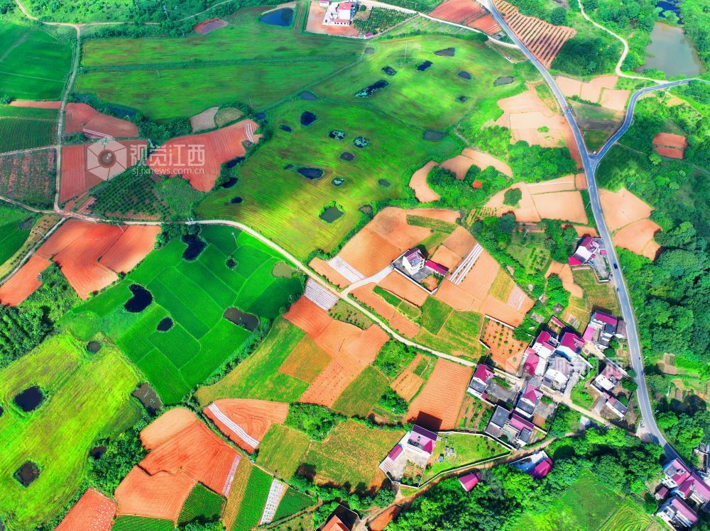 江西泰和：夏日多彩田园