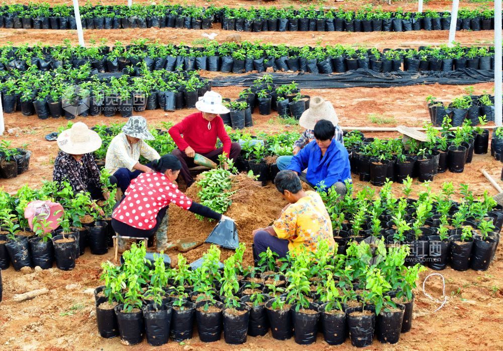 江西泰和：苗木培育助农增收