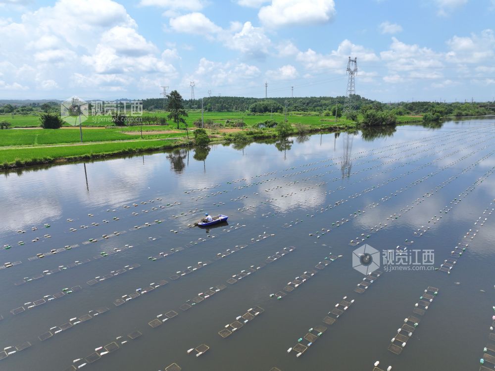 江西泰和：珍珠养殖助增收