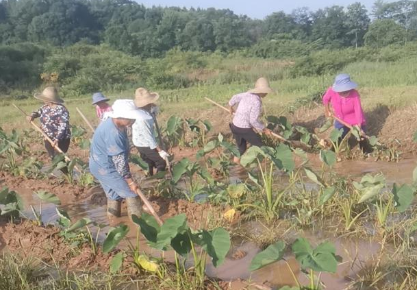 万合镇：市财政局驻村工作队积极谋划，助力乡村产业振兴