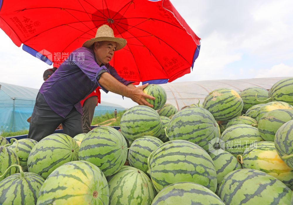 江西泰和：农民抢抓农时采摘西瓜上市