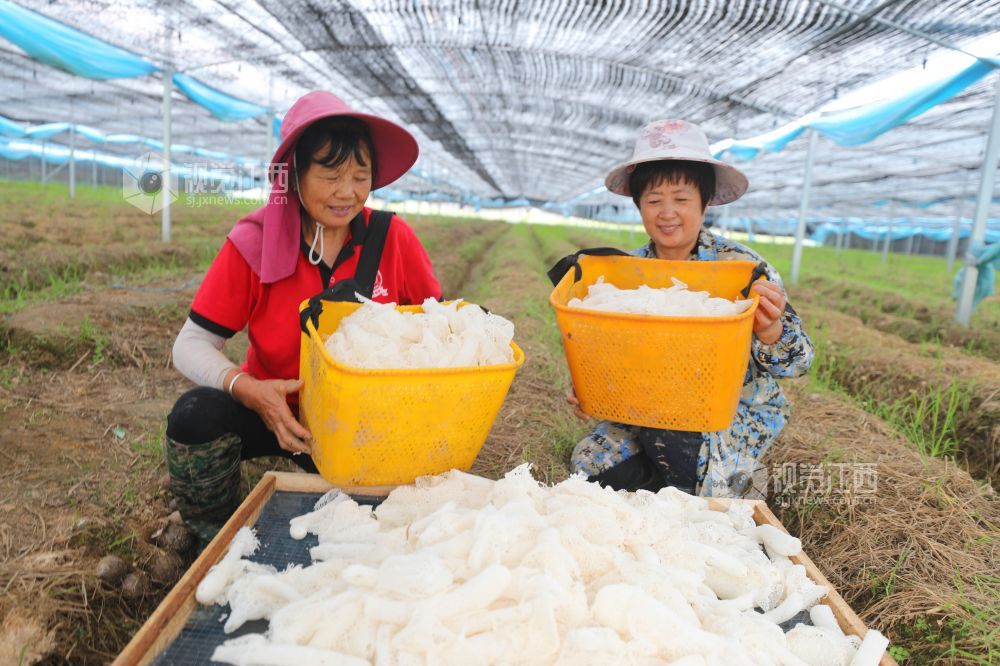 江西泰和：小竹荪撑起“致富伞”