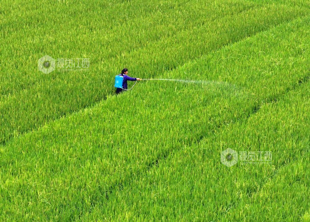 江西泰和：早稻管护忙