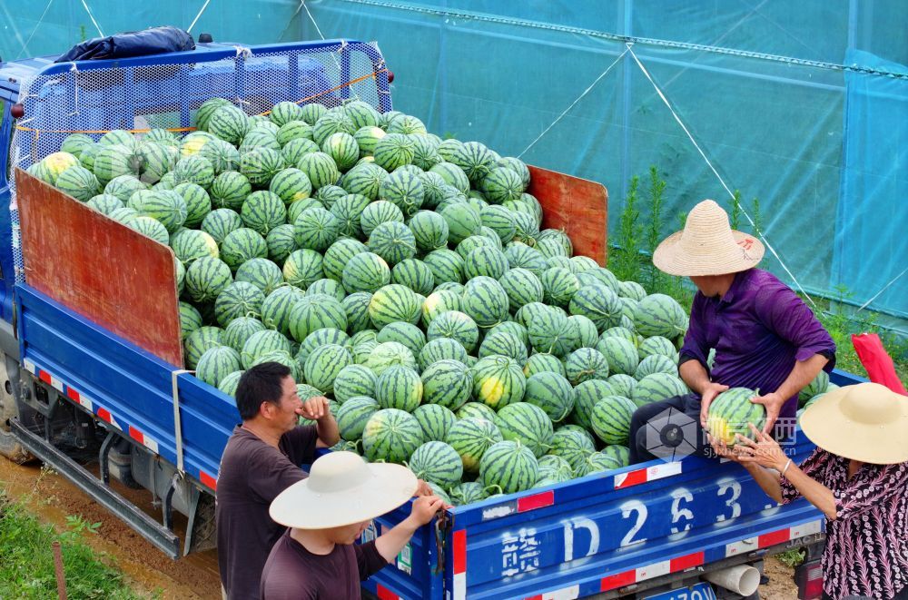 江西泰和：农民抢抓农时采摘西瓜上市