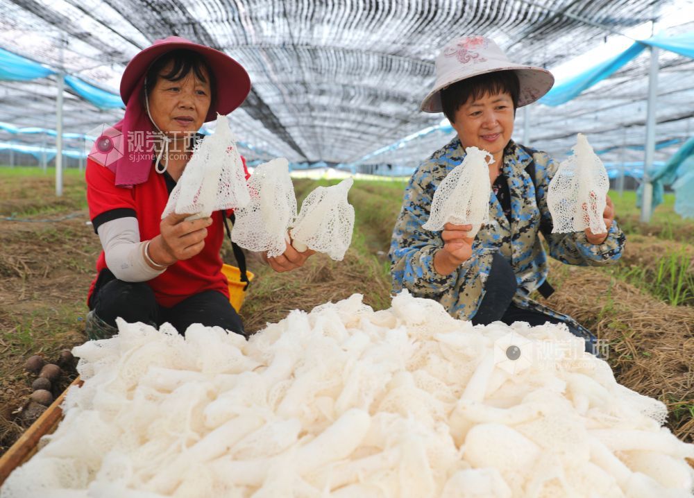 江西泰和：小竹荪撑起“致富伞”
