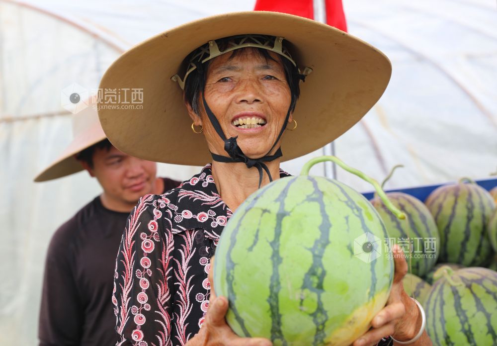 江西泰和：农民抢抓农时采摘西瓜上市