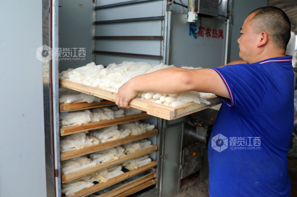 江西泰和：小竹荪撑起“致富伞”