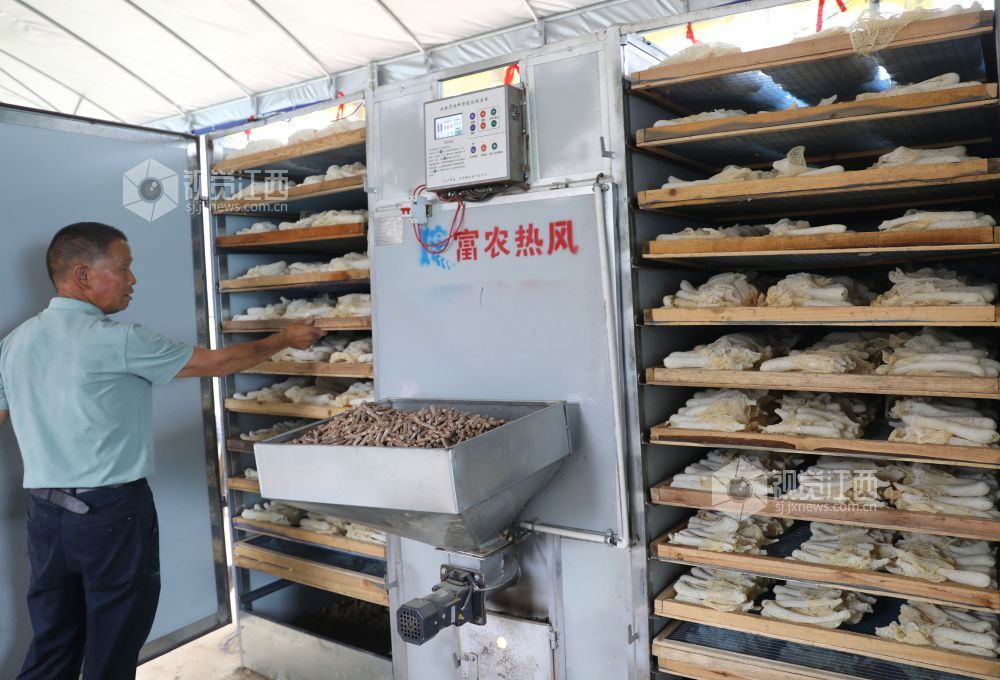 江西泰和：小竹荪撑起“致富伞”
