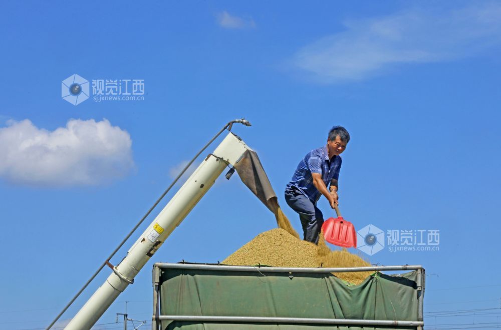 江西泰和：小暑将至 早稻收割忙