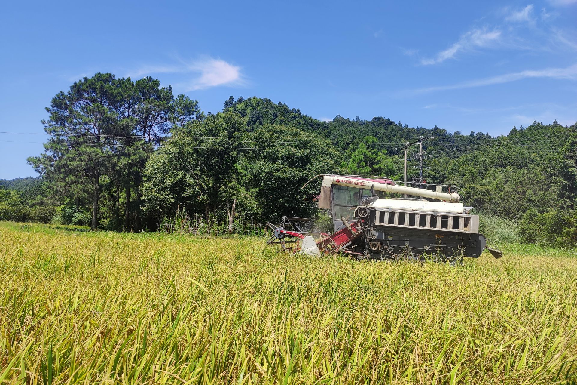 上圯“双抢”正当时