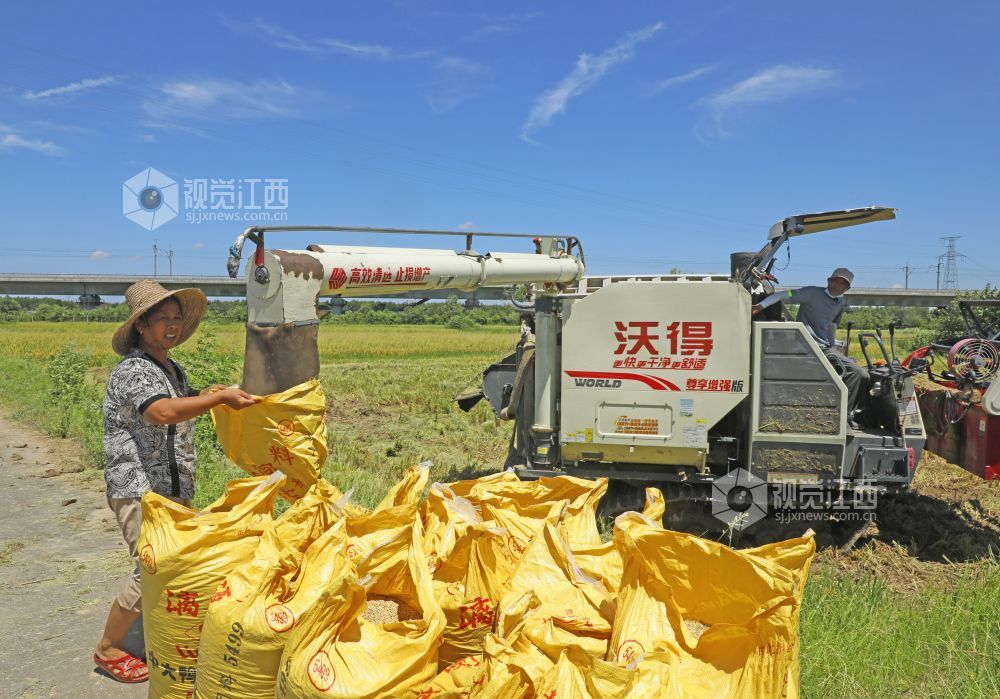江西泰和：小暑将至 早稻收割忙