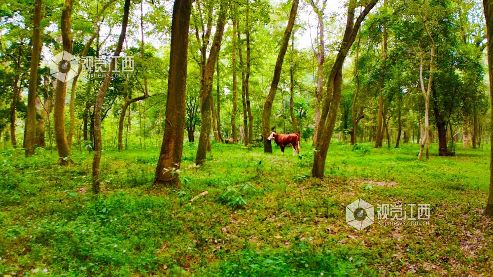 江西泰和：金滩古林景色美如画