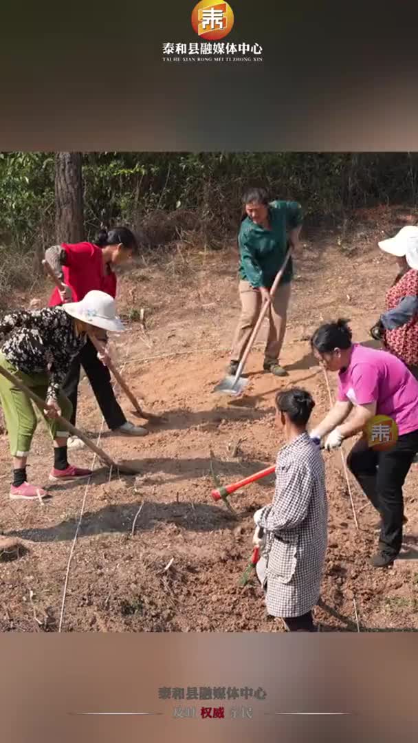 今日开工！带你一览泰和白口城遗址考古发掘现场