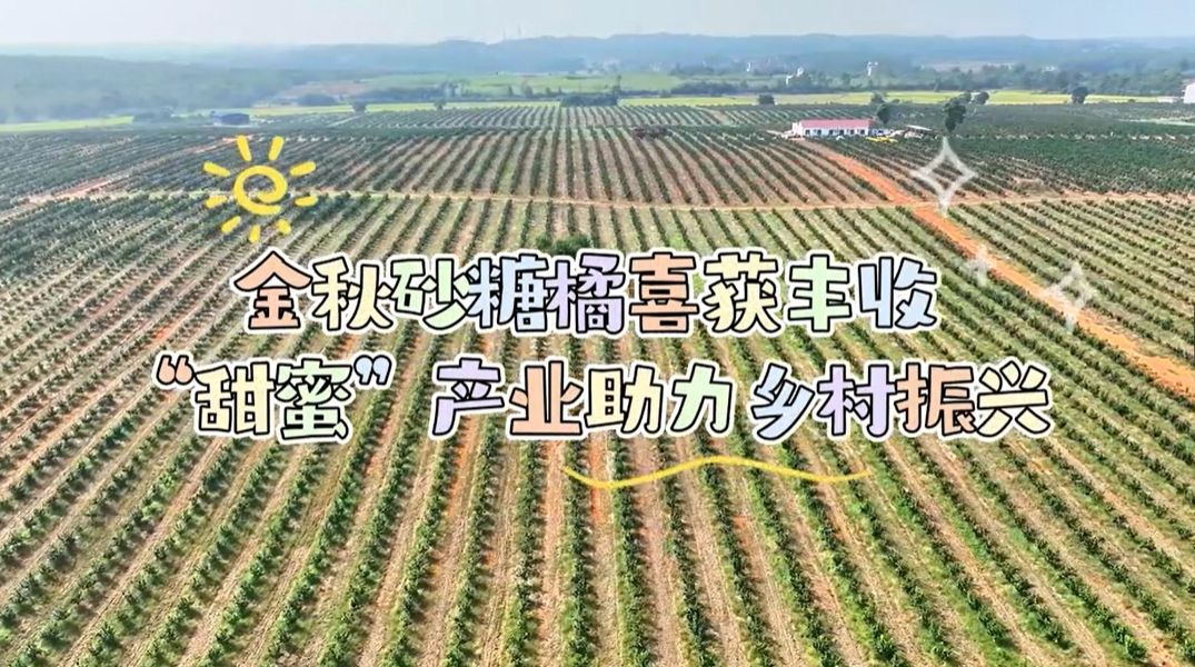 丰收啦！ “甜蜜”产业助力乡村振兴