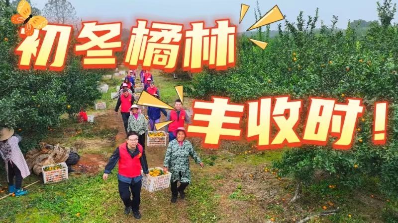 初冬橘林丰收时！