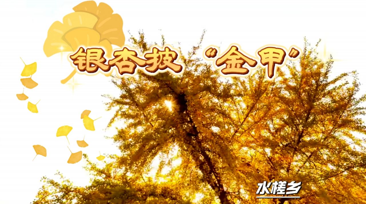 银杏披金甲 又到最美赏叶时！