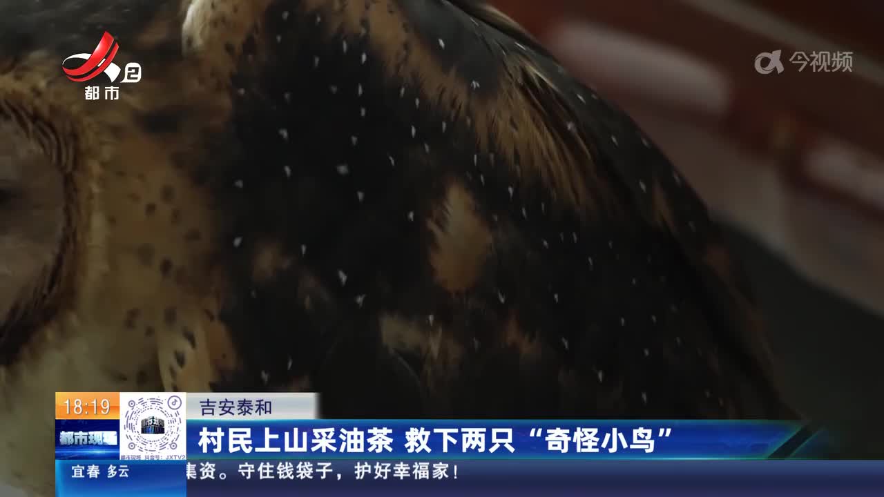吉安泰和：村民上山采油茶 救下两只“奇怪小鸟” 