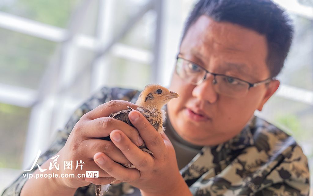 重庆：白冠长尾雉实现亲鸟孵化