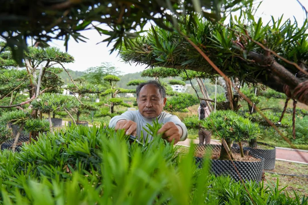 花木为“媒”，助农增收，推进乡村振兴