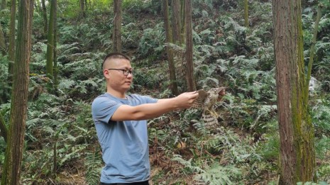 上高县放飞国家二级重点保护动物凤头鹰