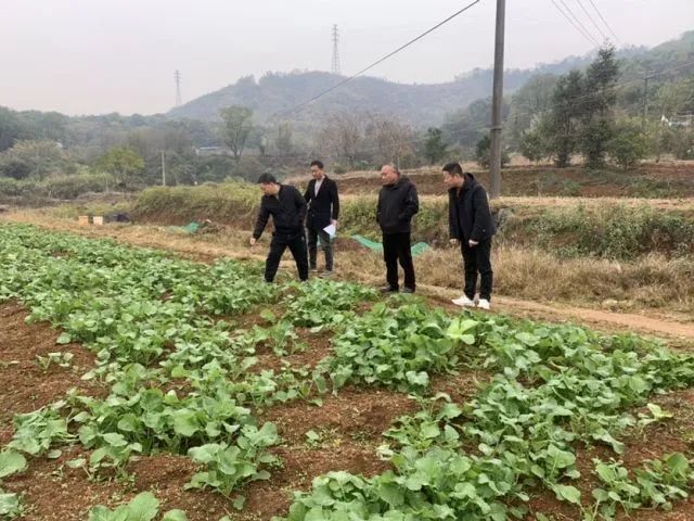 塔下乡：油菜冬管正当时