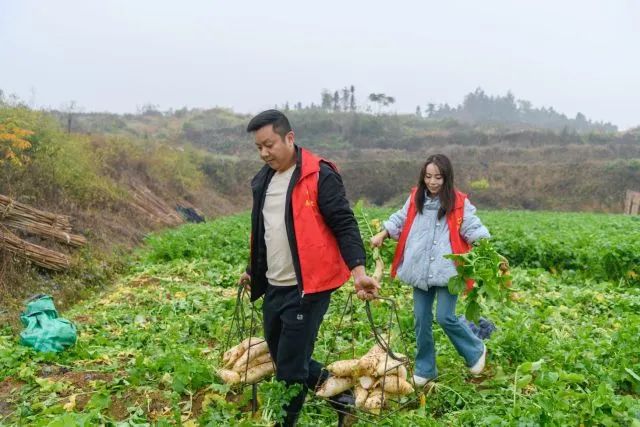 蒙山镇：有机蔬菜大丰收