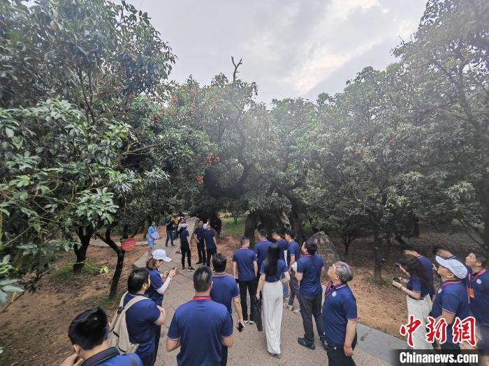 “中国荔乡”广东茂名：小荔枝撬动百亿大产业-中新网
