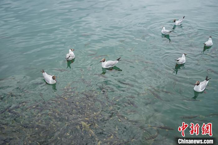 伊朗记者分享青海湖见闻：鱼鸟生机中感知“爱与成长”-中新网