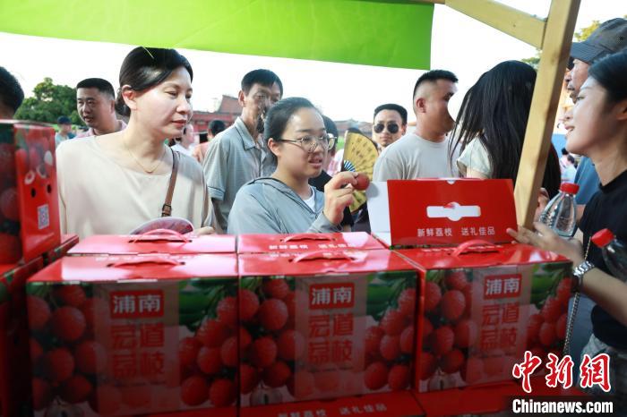 乡约福建：闽南畲村荔枝节引游人-中新网
