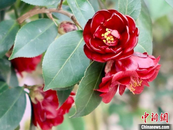 （身边的变化）浙江婺城茶花村的电商蝶变-中新网