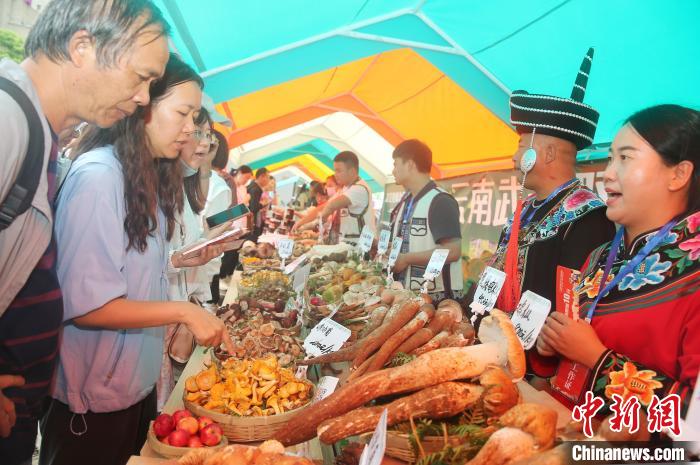 云南武定壮鸡野生菌美食季来临  邀全国游客共飨盛宴-中新网