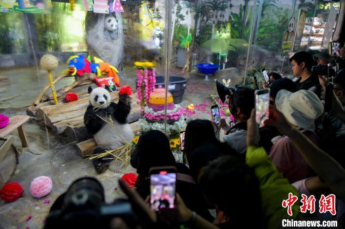 海南大熊猫兄弟迎11岁生日 民众齐送祝福-中新网