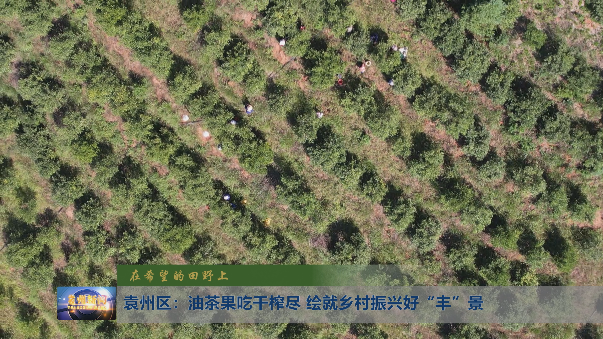 【在希望的田野上】袁州区：油茶果吃干榨尽 绘就乡村振兴好“丰”景