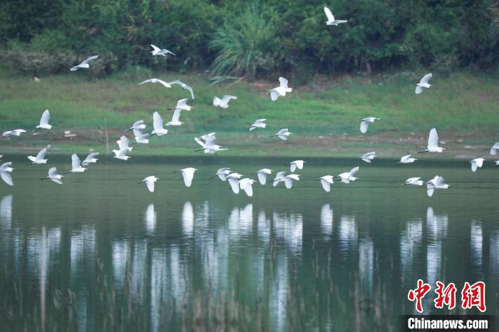 “千年鸟道”之变：候鸟迁飞不再“步步惊心”-中新网