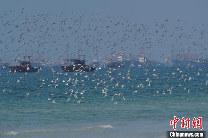 广西北海做实生态警务 打造候鸟迁徙安全“驿站”-中新网