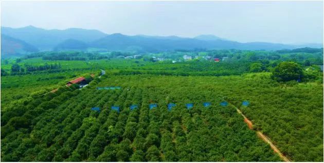 袁州区：“四轮驱动”助推油茶产业高质量发展