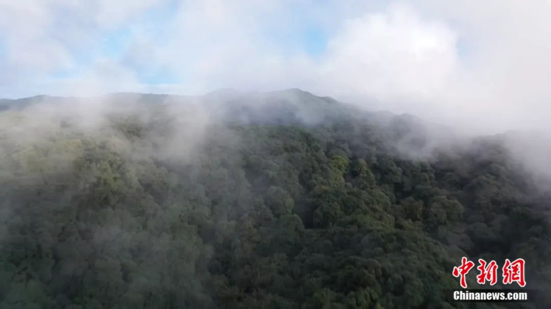 人这一辈子，一定要慎入哀牢山！-中新网