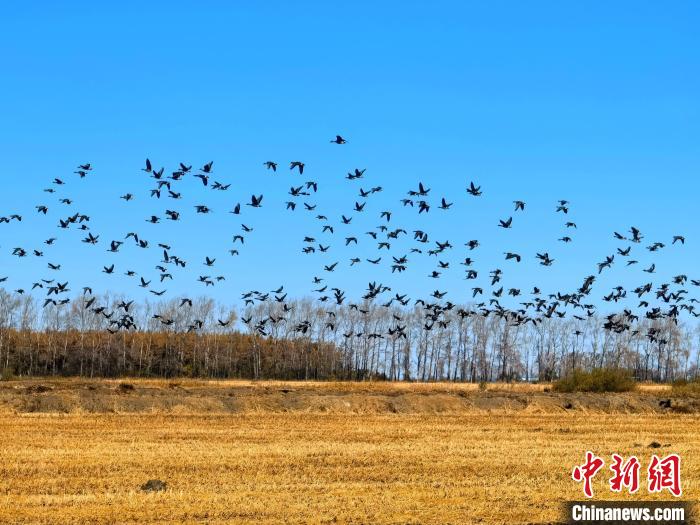 兴凯湖进入候鸟南迁高峰期 日均过往候鸟达3.5万只-中新网